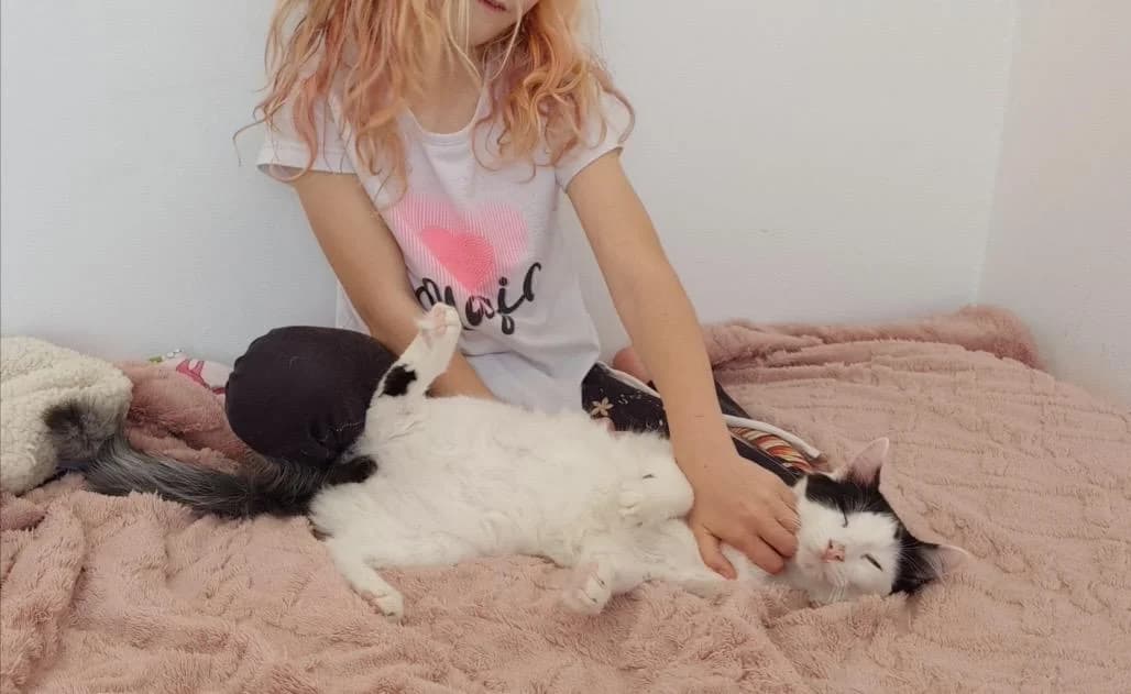 Mios 🐾 der Kleinste im Wurf, male mixed breed for adoption at Heroes for Cyprus Cats / Zypernkatzen — photo 5 of 10