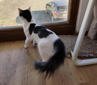 Mios 🐾 der Kleinste im Wurf, male mixed breed for adoption at Heroes for Cyprus Cats / Zypernkatzen — photo 7 of 10