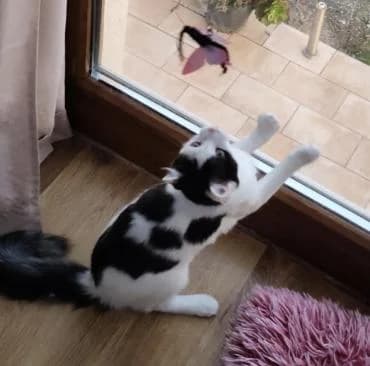 Mios 🐾 der Kleinste im Wurf, male mixed breed for adoption at Heroes for Cyprus Cats / Zypernkatzen — photo 8 of 10