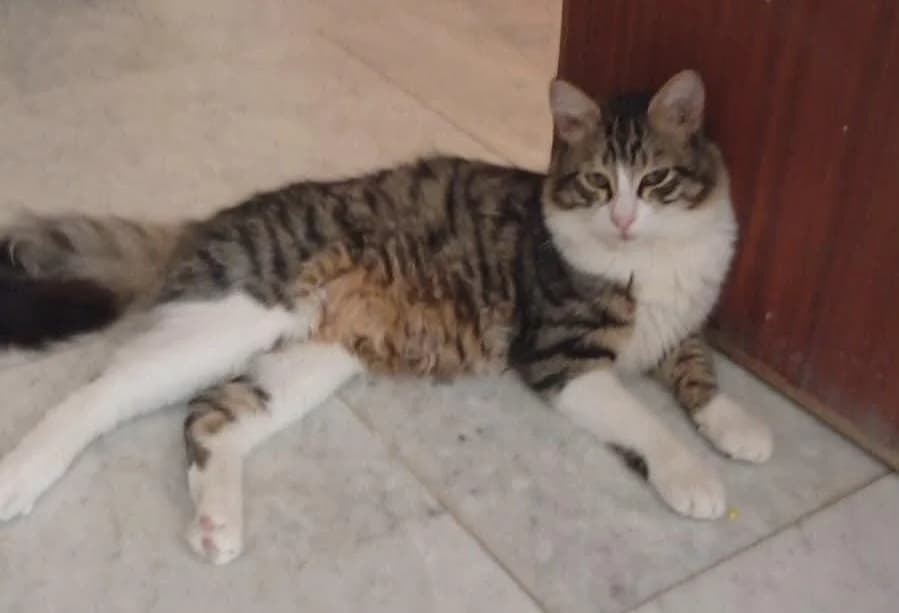 Lego 🐾 der Name, male mixed breed for adoption at Heroes for Cyprus Cats / Zypernkatzen