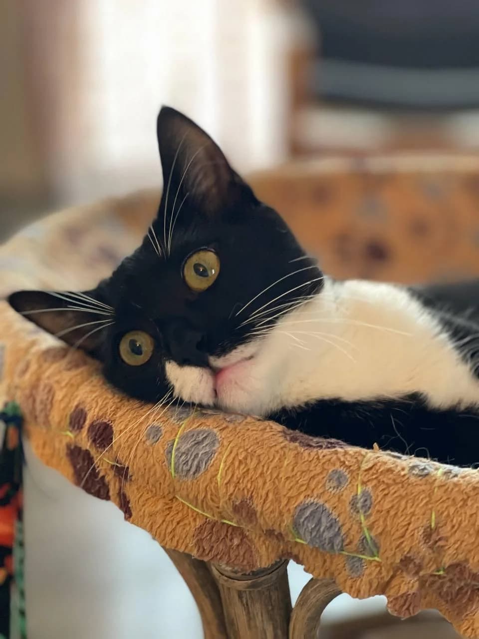 Angie, female mixed breed for adoption at Heroes for Cyprus Cats / Zypernkatzen