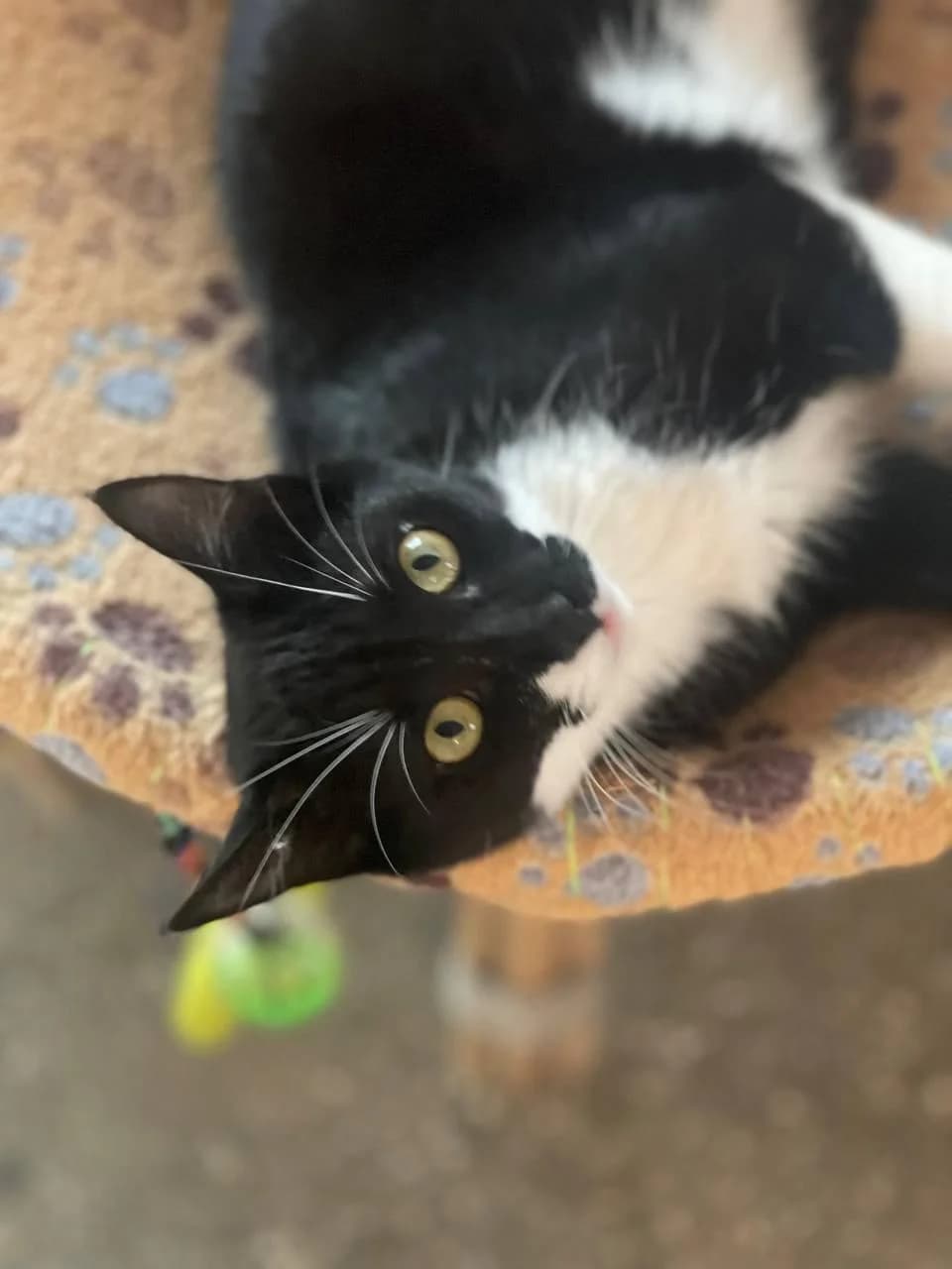 Angie, female mixed breed for adoption at Heroes for Cyprus Cats / Zypernkatzen — photo 2 of 10