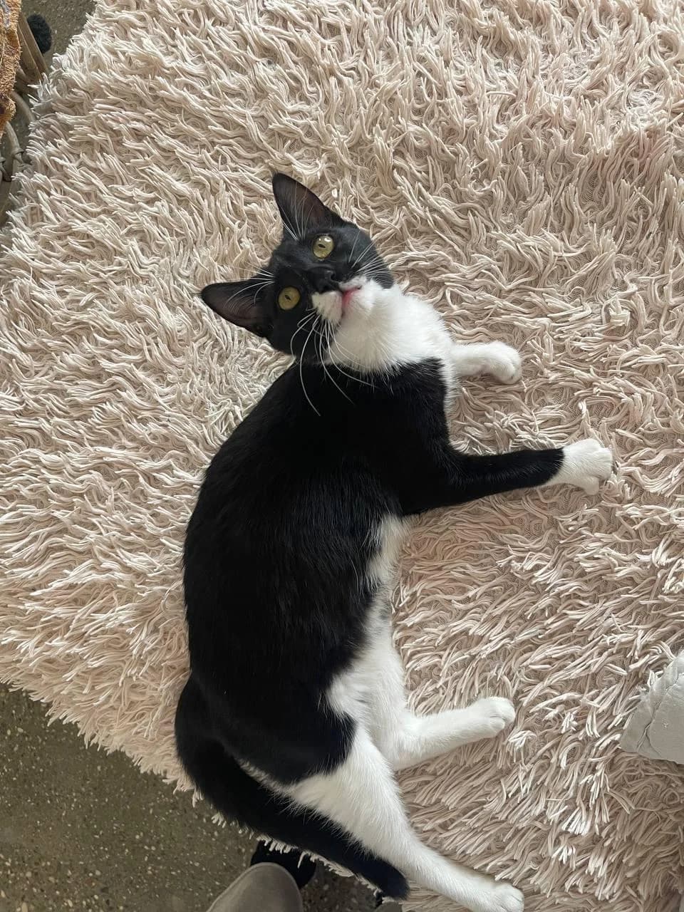 Angie, female mixed breed for adoption at Heroes for Cyprus Cats / Zypernkatzen — photo 4 of 10