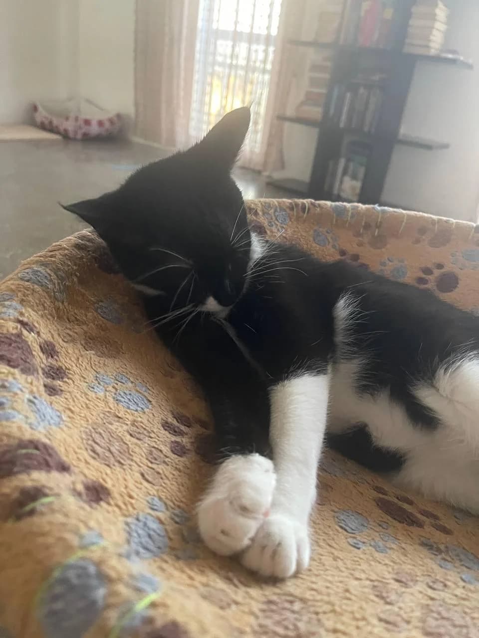 Angie, female mixed breed for adoption at Heroes for Cyprus Cats / Zypernkatzen — photo 5 of 10