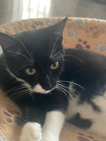 Angie, female mixed breed for adoption at Heroes for Cyprus Cats / Zypernkatzen — photo 8 of 10