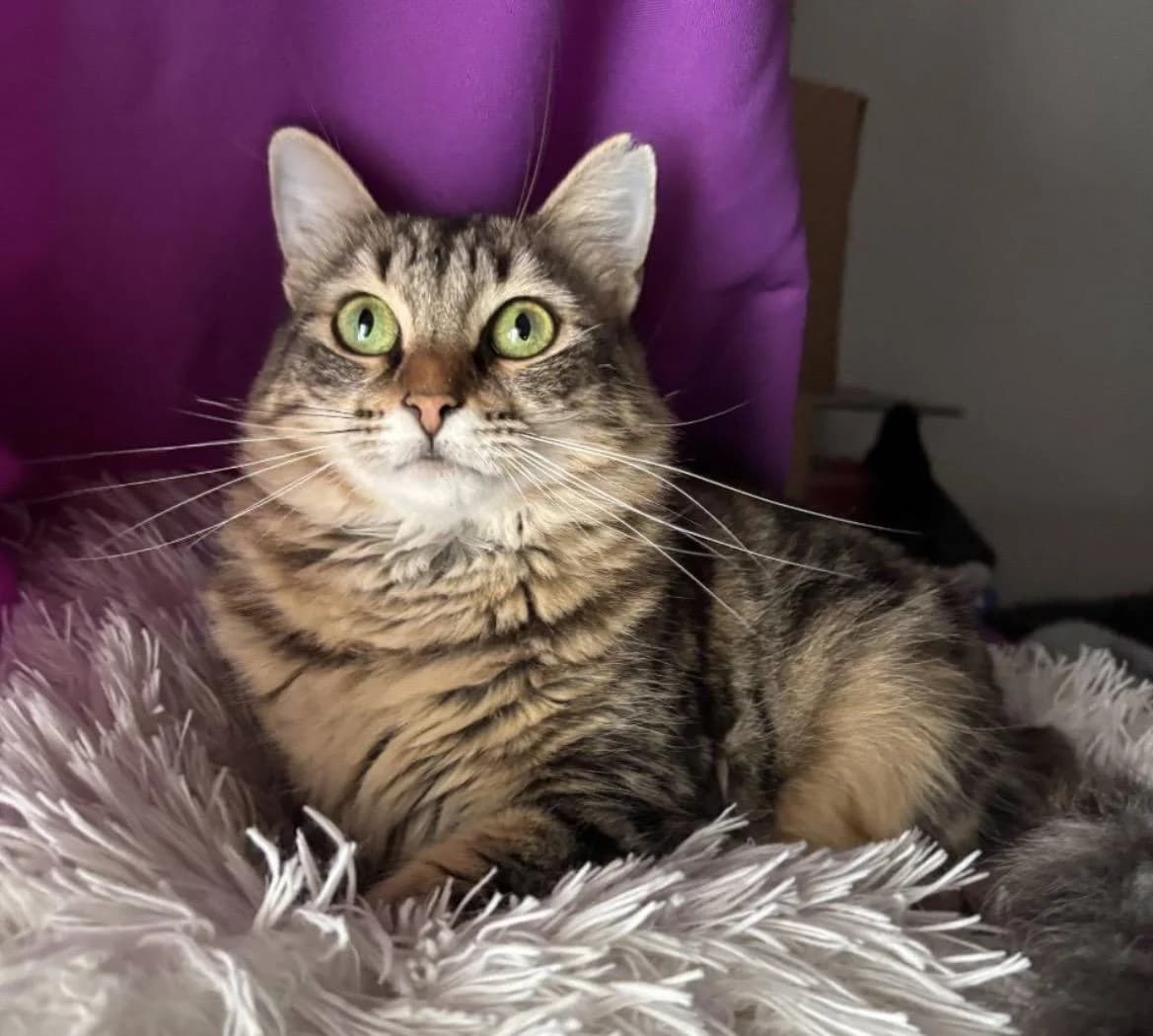 Jumbolina 🐾 die liebe Mami, female mixed breed for adoption at Heroes for Cyprus Cats / Zypernkatzen