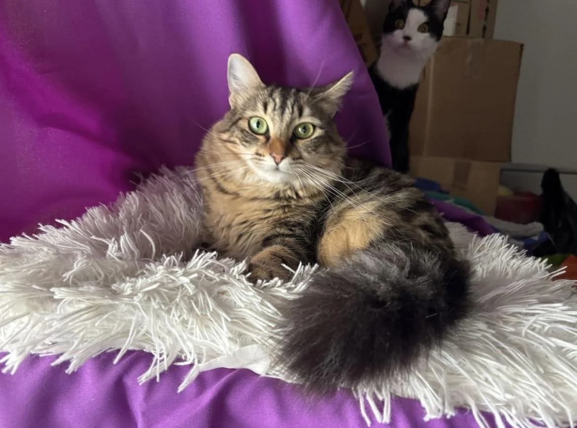 Jumbolina 🐾 die liebe Mami, female mixed breed for adoption at Heroes for Cyprus Cats / Zypernkatzen — photo 2 of 10