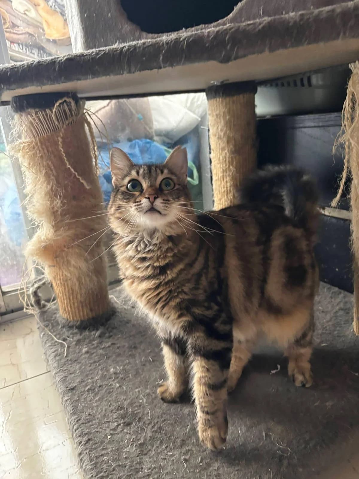 Jumbolina 🐾 die liebe Mami, female mixed breed for adoption at Heroes for Cyprus Cats / Zypernkatzen — photo 4 of 10