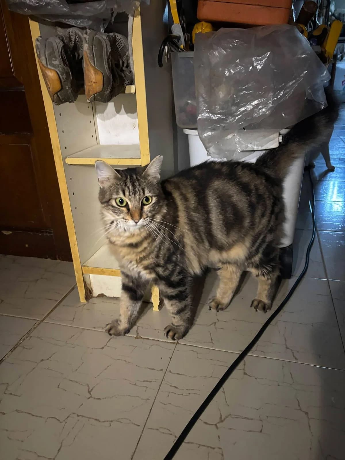 Jumbolina 🐾 die liebe Mami, female mixed breed for adoption at Heroes for Cyprus Cats / Zypernkatzen — photo 5 of 10