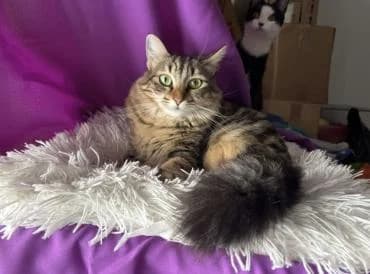 Jumbolina 🐾 die liebe Mami, female mixed breed for adoption at Heroes for Cyprus Cats / Zypernkatzen — photo 7 of 10