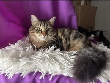 Jumbolina 🐾 die liebe Mami, female mixed breed for adoption at Heroes for Cyprus Cats / Zypernkatzen — photo 8 of 10