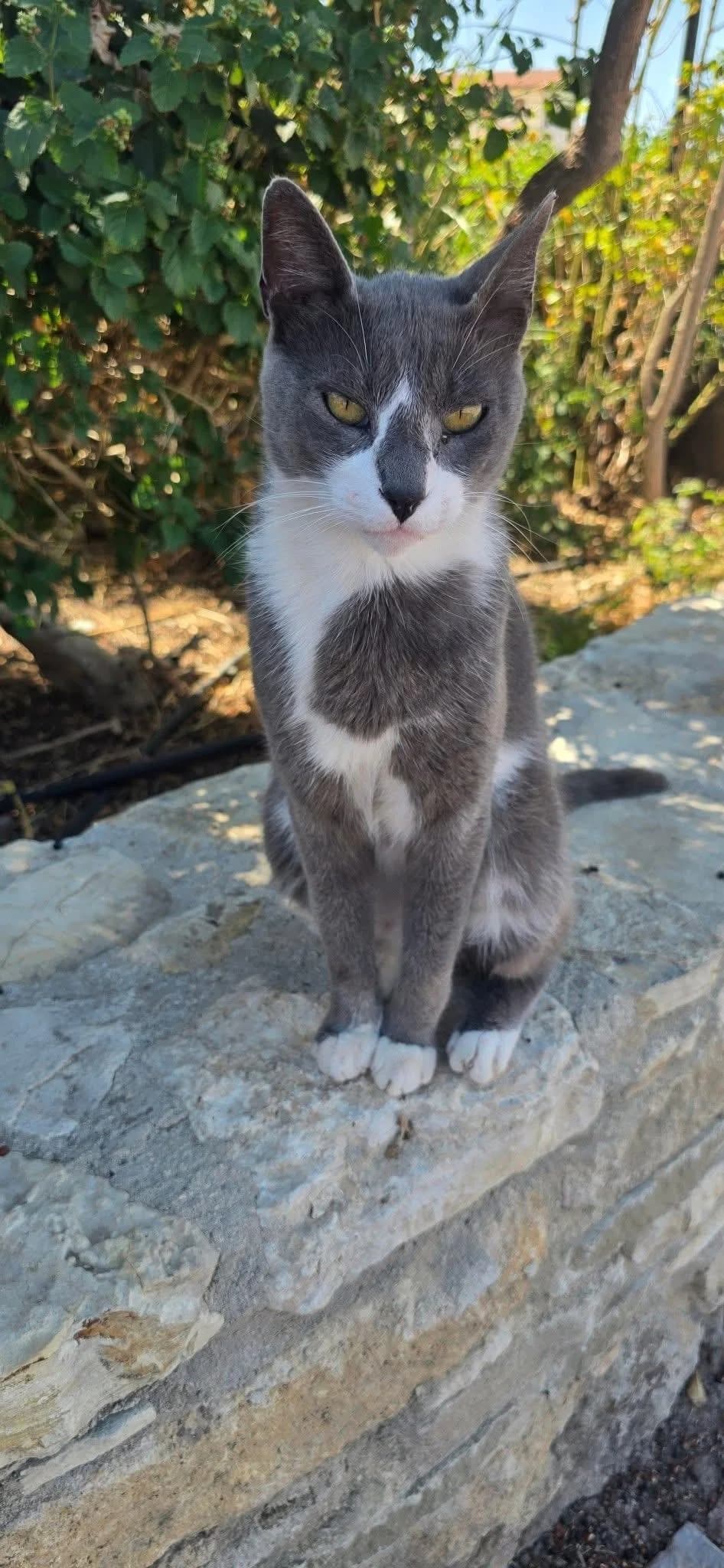 Splash🐾mit dem süßen Fleck auf der Nase, male mixed breed for adoption at Heroes for Cyprus Cats / Zypernkatzen