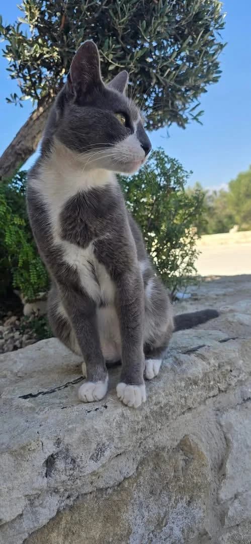 Splash🐾mit dem süßen Fleck auf der Nase, male mixed breed for adoption at Heroes for Cyprus Cats / Zypernkatzen — photo 4 of 8