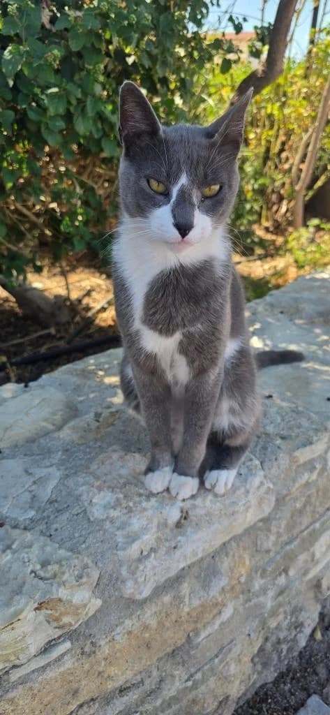 Splash🐾mit dem süßen Fleck auf der Nase, male mixed breed for adoption at Heroes for Cyprus Cats / Zypernkatzen — photo 5 of 8