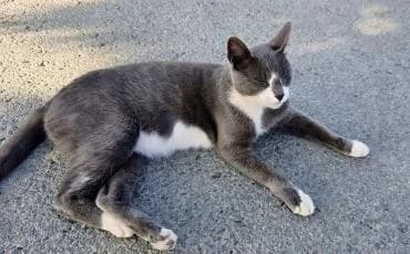 Splash🐾mit dem süßen Fleck auf der Nase, male mixed breed for adoption at Heroes for Cyprus Cats / Zypernkatzen — photo 6 of 8