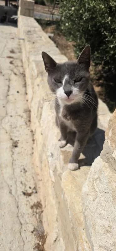 Splash🐾mit dem süßen Fleck auf der Nase, male mixed breed for adoption at Heroes for Cyprus Cats / Zypernkatzen — photo 7 of 8