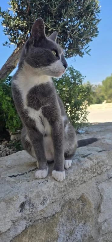 Splash🐾mit dem süßen Fleck auf der Nase, male mixed breed for adoption at Heroes for Cyprus Cats / Zypernkatzen — photo 8 of 8