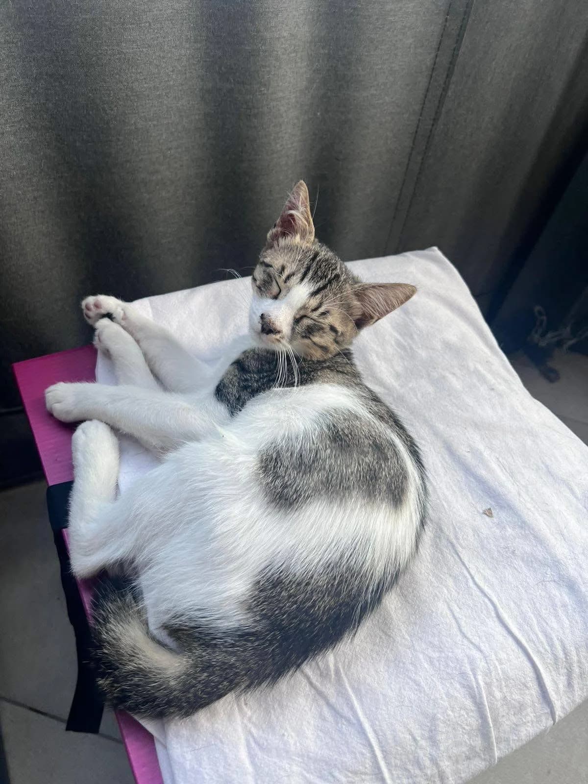 Romi, male mixed breed for adoption at Heroes for Cyprus Cats / Zypernkatzen — photo 2 of 10