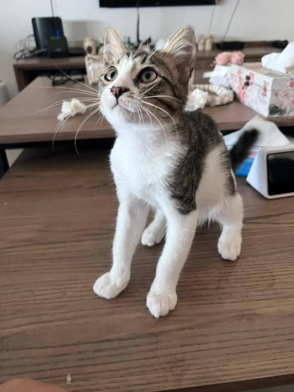 Romi, male mixed breed for adoption at Heroes for Cyprus Cats / Zypernkatzen — photo 4 of 10