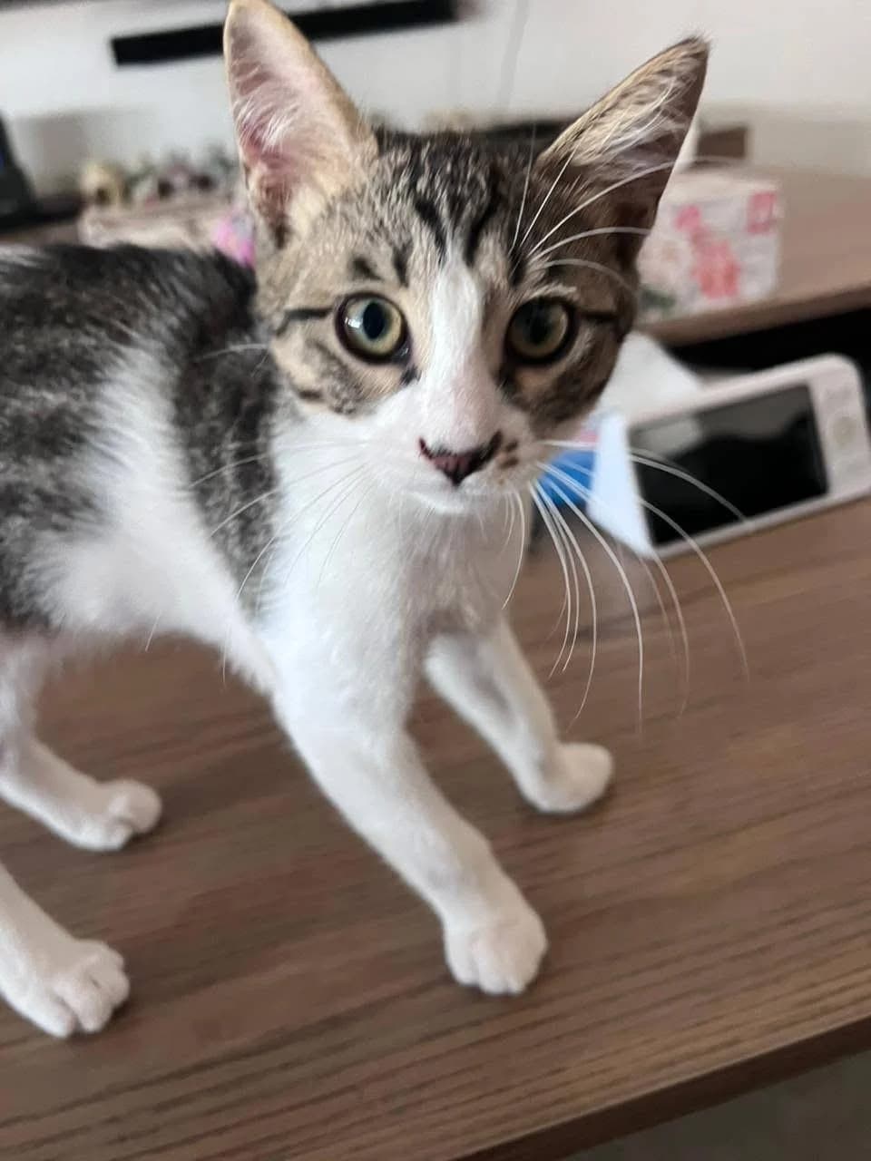 Romi, male mixed breed for adoption at Heroes for Cyprus Cats / Zypernkatzen — photo 5 of 10