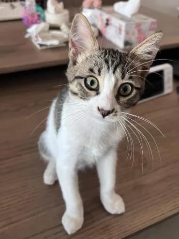 Romi, male mixed breed for adoption at Heroes for Cyprus Cats / Zypernkatzen — photo 6 of 10