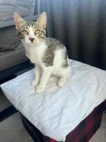 Romi, male mixed breed for adoption at Heroes for Cyprus Cats / Zypernkatzen — photo 8 of 10