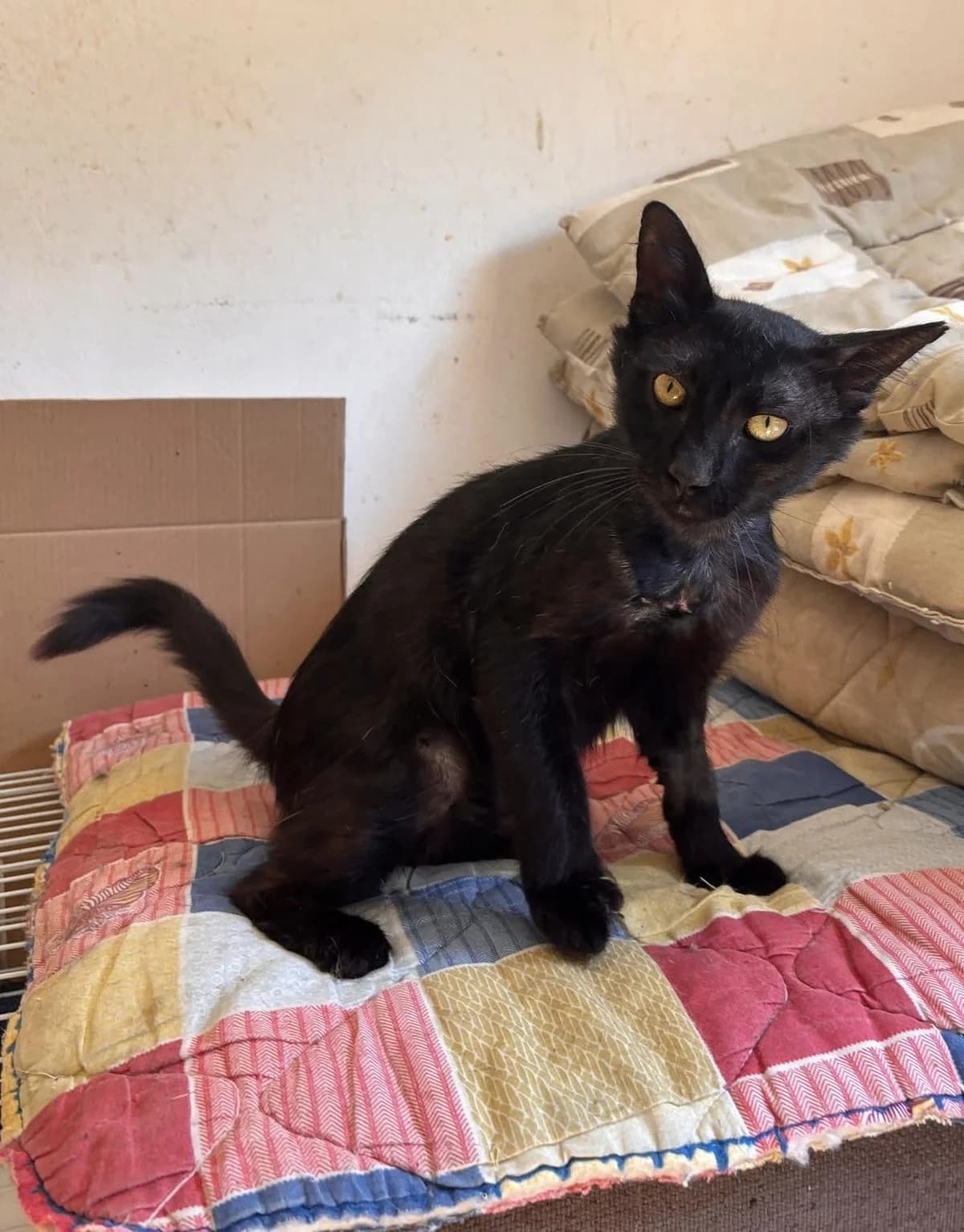 Poki 🐾 blüht auf, male mixed breed for adoption at Heroes for Cyprus Cats / Zypernkatzen