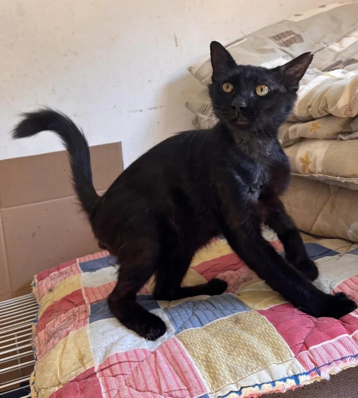 Poki 🐾 blüht auf, male mixed breed for adoption at Heroes for Cyprus Cats / Zypernkatzen — photo 2 of 10