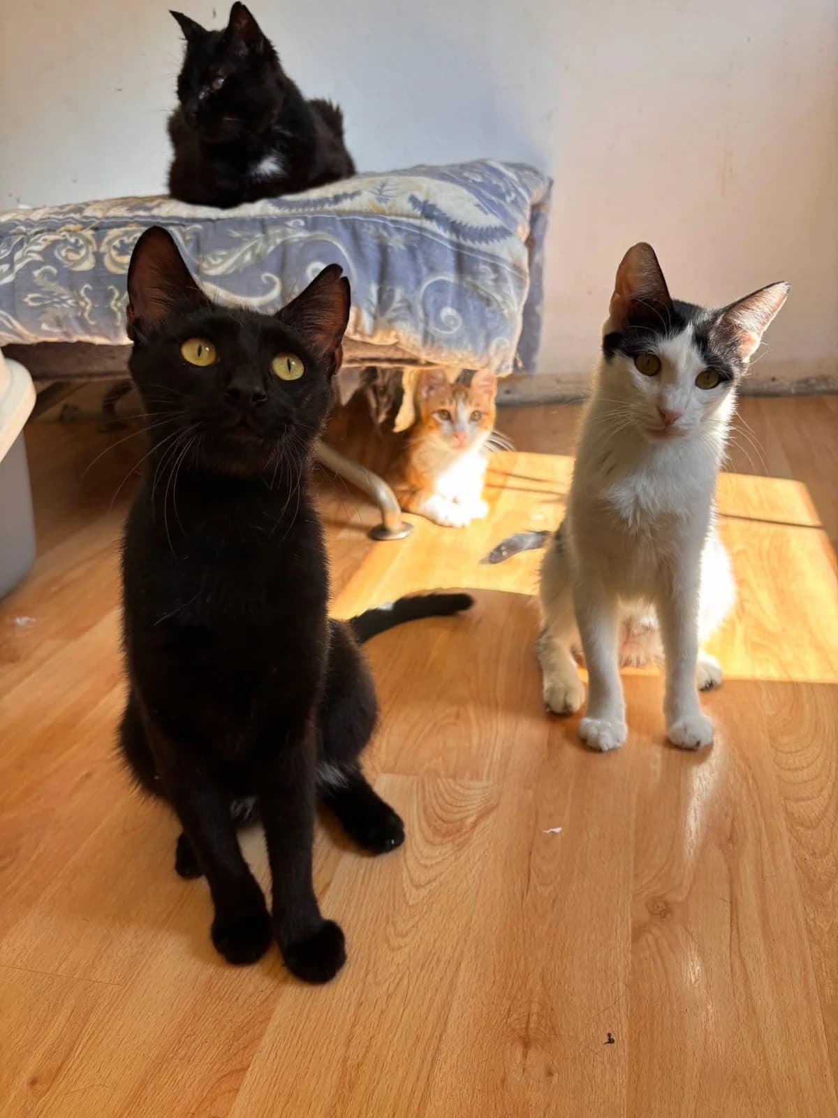 Poki 🐾 blüht auf, male mixed breed for adoption at Heroes for Cyprus Cats / Zypernkatzen — photo 3 of 10