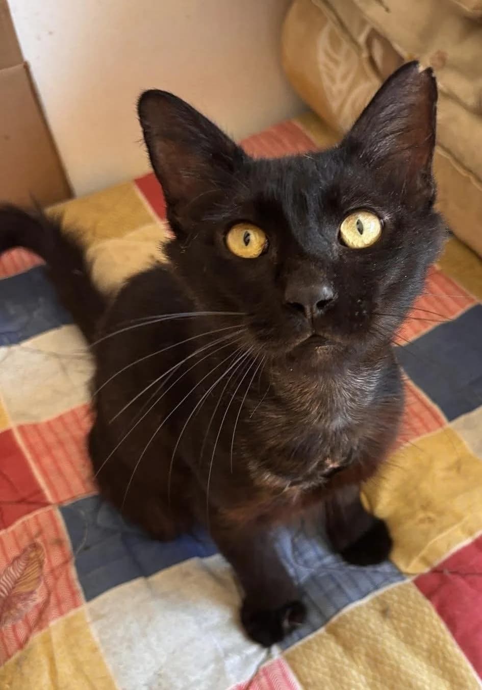 Poki 🐾 blüht auf, male mixed breed for adoption at Heroes for Cyprus Cats / Zypernkatzen — photo 4 of 10