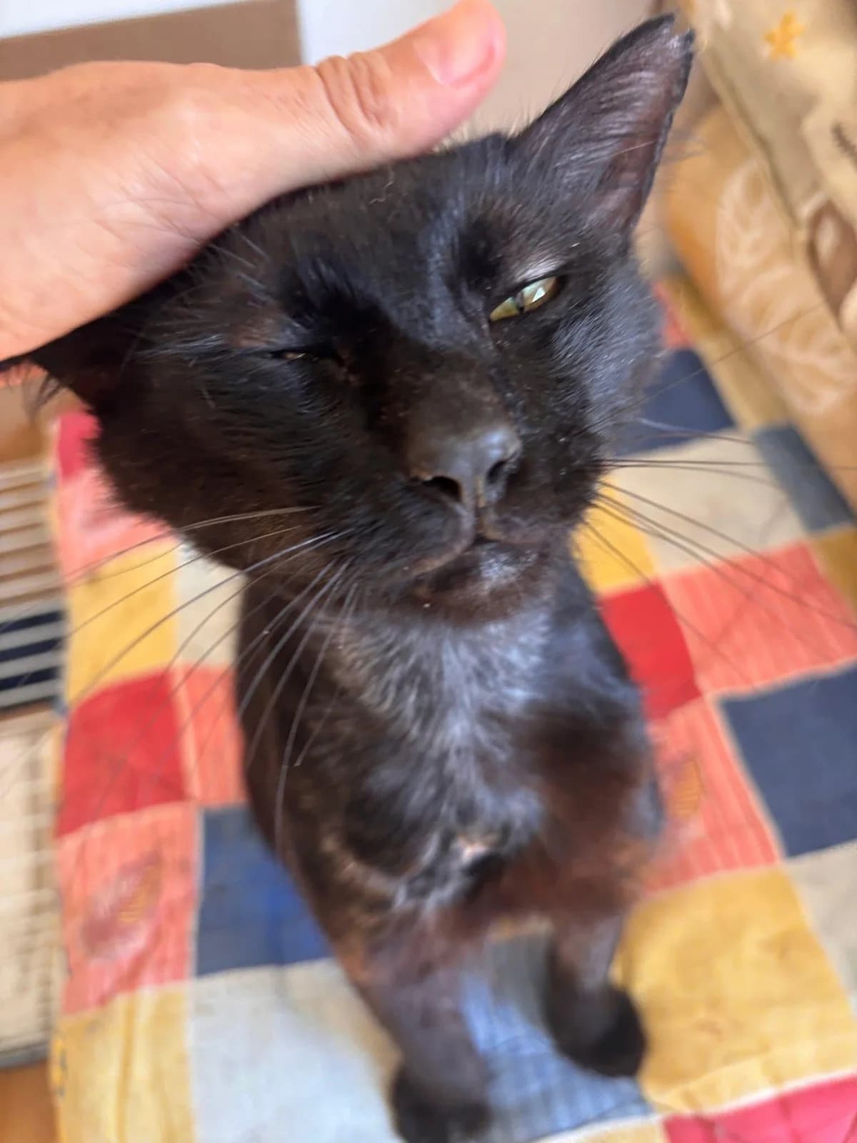 Poki 🐾 blüht auf, male mixed breed for adoption at Heroes for Cyprus Cats / Zypernkatzen — photo 5 of 10