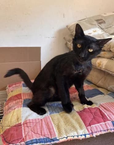 Poki 🐾 blüht auf, male mixed breed for adoption at Heroes for Cyprus Cats / Zypernkatzen — photo 6 of 10