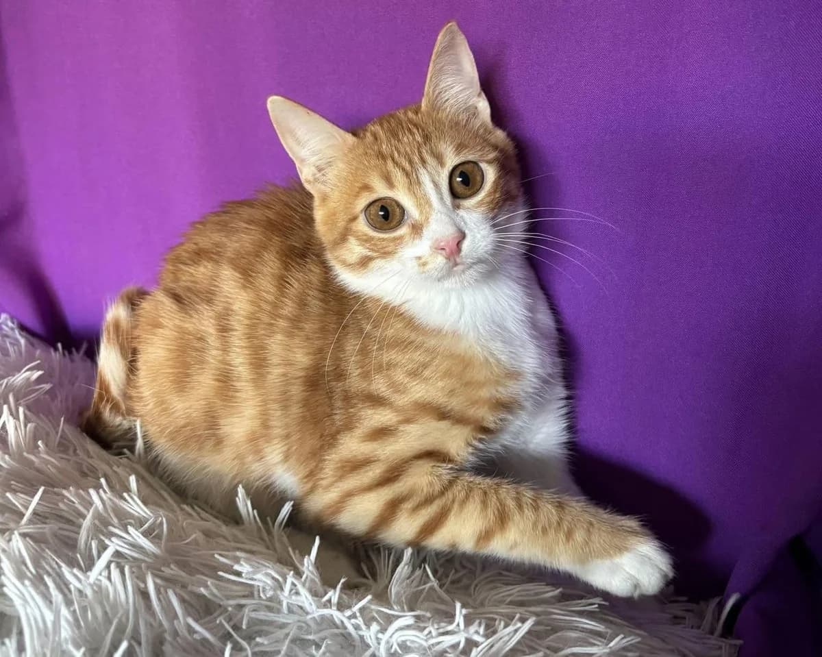 Soleo 🐾 der heimliche Fahrgast, male mixed breed for adoption at Heroes for Cyprus Cats / Zypernkatzen
