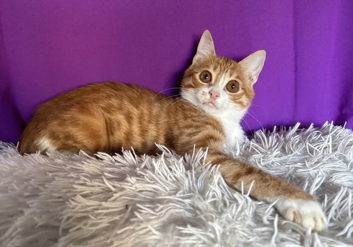 Soleo 🐾 der heimliche Fahrgast, male mixed breed for adoption at Heroes for Cyprus Cats / Zypernkatzen — photo 2 of 10