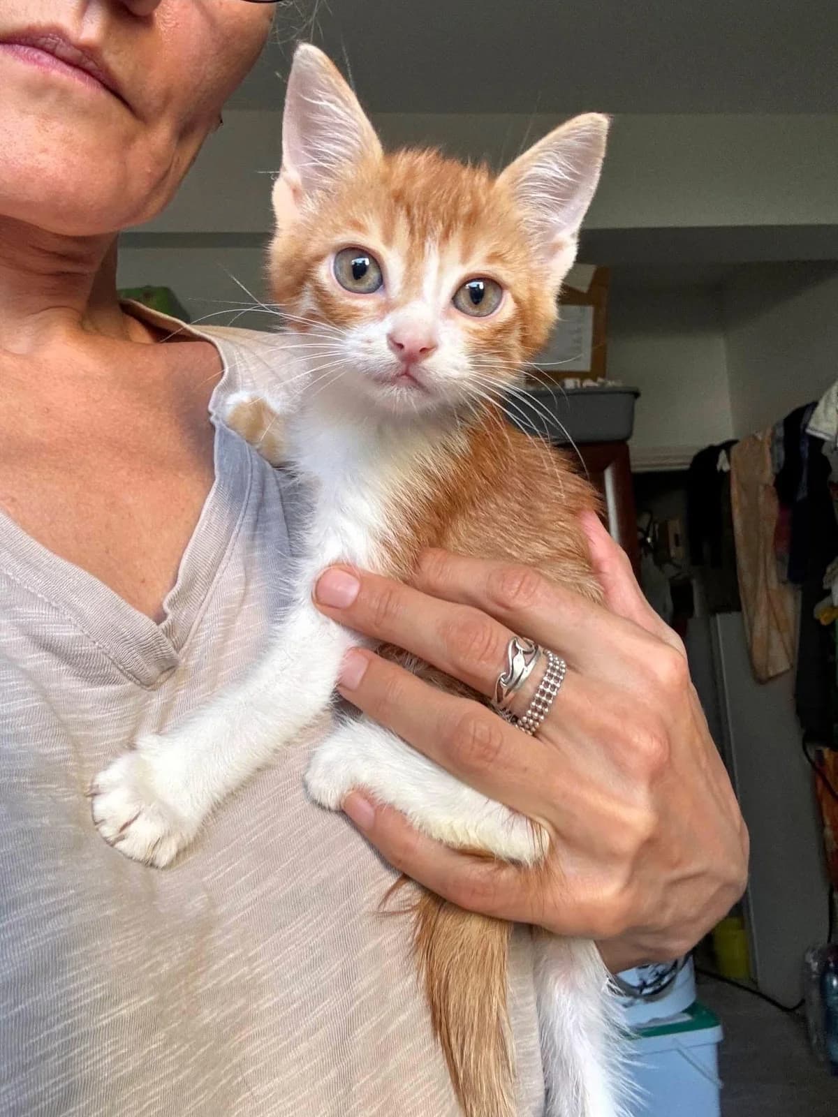 Soleo 🐾 der heimliche Fahrgast, male mixed breed for adoption at Heroes for Cyprus Cats / Zypernkatzen — photo 4 of 10