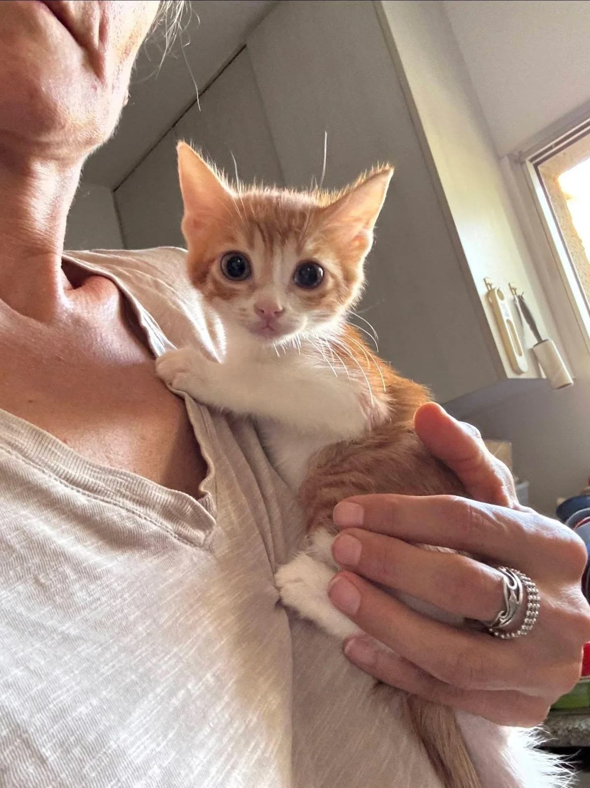 Soleo 🐾 der heimliche Fahrgast, male mixed breed for adoption at Heroes for Cyprus Cats / Zypernkatzen — photo 5 of 10