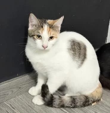 Airi 🐾, female mixed breed for adoption at Heroes for Cyprus Cats / Zypernkatzen — photo 2 of 2