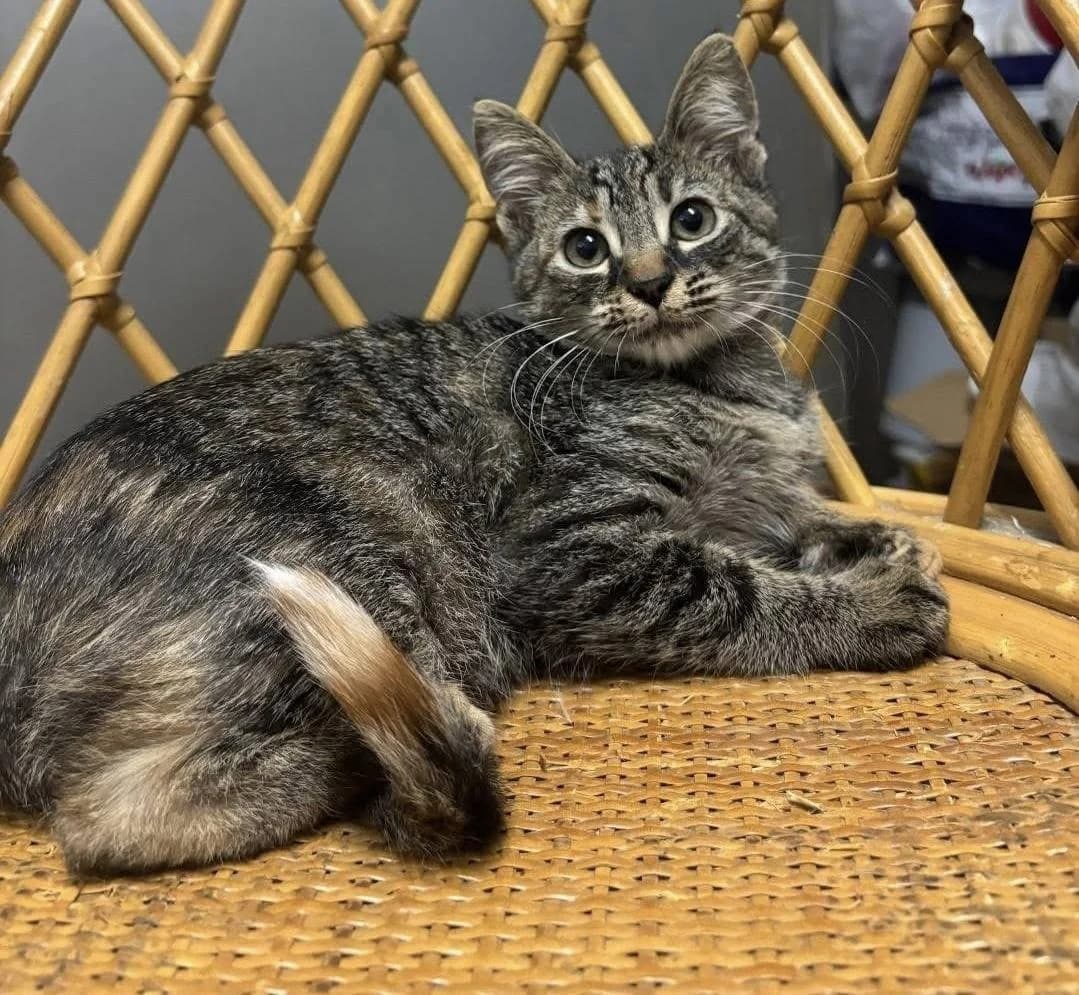 Kesha 🐭 die Maus unter den Katzen, female mixed breed for adoption at Heroes for Cyprus Cats / Zypernkatzen