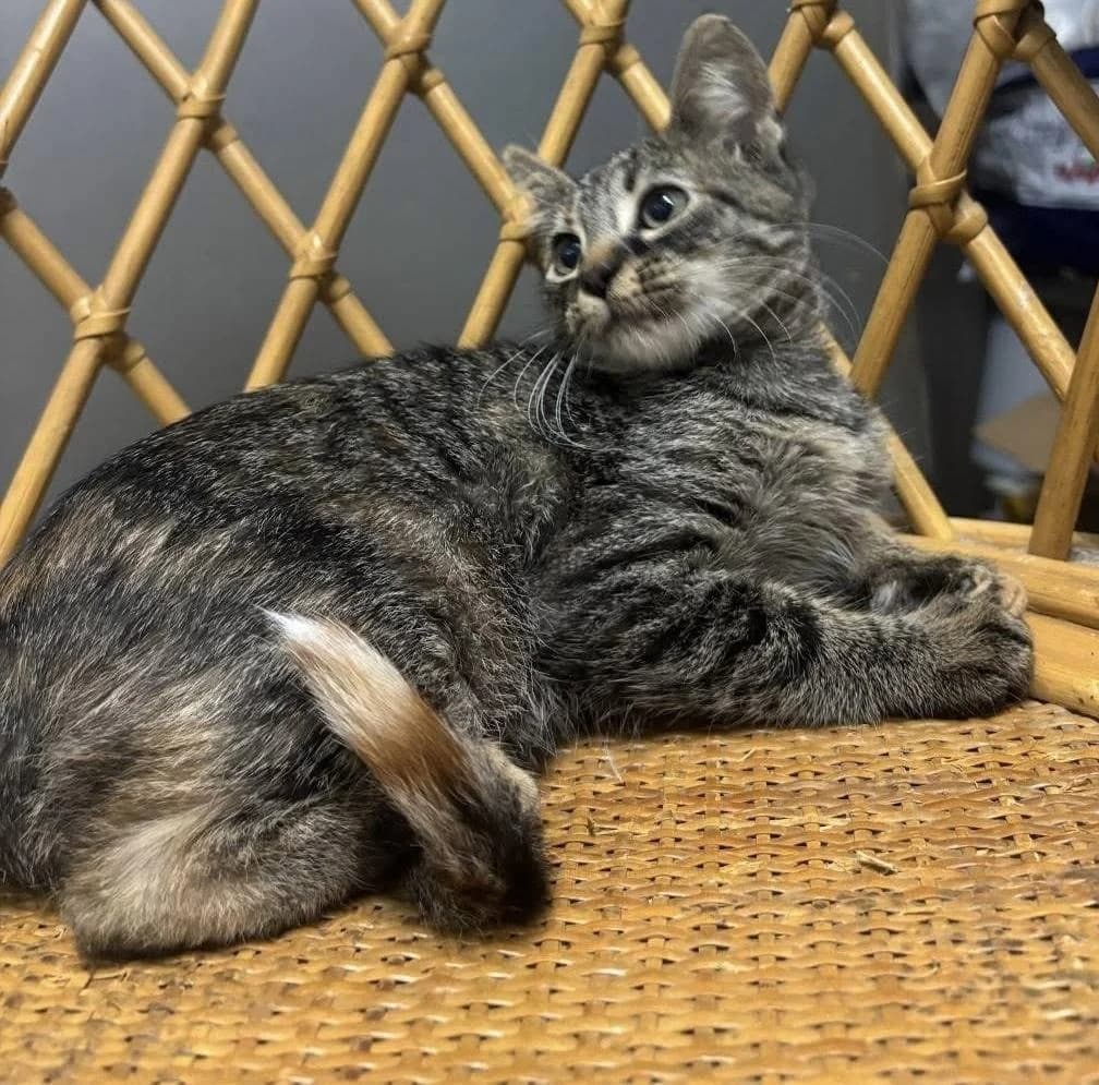 Kesha 🐭 die Maus unter den Katzen, female mixed breed for adoption at Heroes for Cyprus Cats / Zypernkatzen — photo 4 of 8