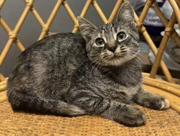 Kesha 🐭 die Maus unter den Katzen, female mixed breed for adoption at Heroes for Cyprus Cats / Zypernkatzen — photo 6 of 8