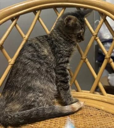 Kesha 🐭 die Maus unter den Katzen, female mixed breed for adoption at Heroes for Cyprus Cats / Zypernkatzen — photo 7 of 8