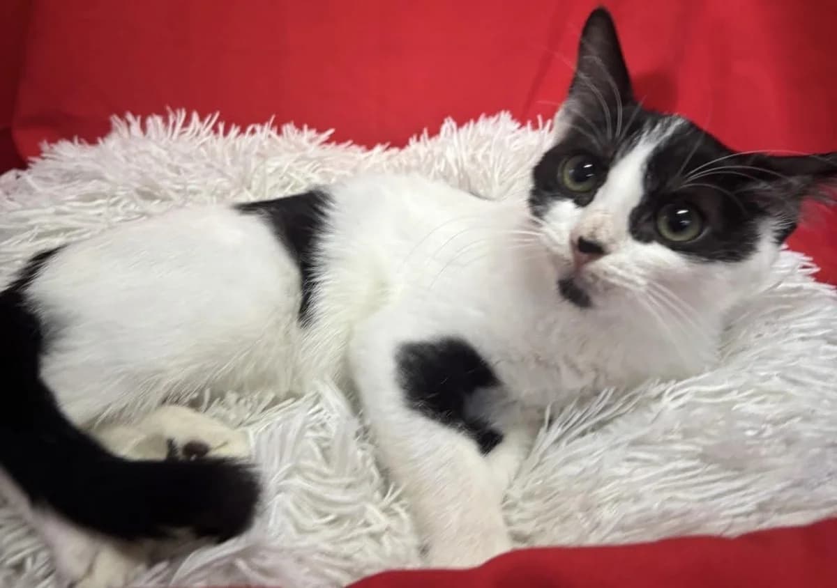 Tippy 🐾, female mixed breed for adoption at Heroes for Cyprus Cats / Zypernkatzen