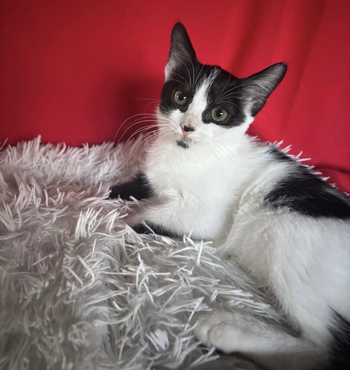 Tippy 🐾, female mixed breed for adoption at Heroes for Cyprus Cats / Zypernkatzen — photo 4 of 10