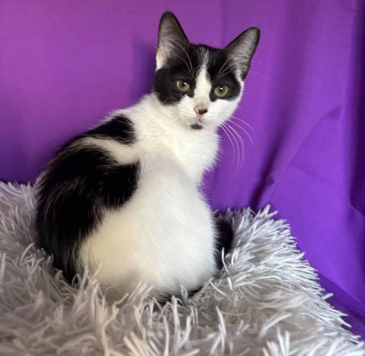 Tippy 🐾, female mixed breed for adoption at Heroes for Cyprus Cats / Zypernkatzen — photo 5 of 10