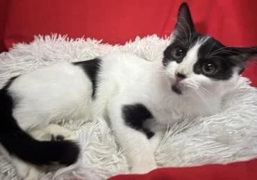 Tippy 🐾, female mixed breed for adoption at Heroes for Cyprus Cats / Zypernkatzen — photo 6 of 10