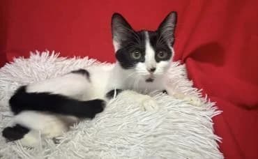 Tippy 🐾, female mixed breed for adoption at Heroes for Cyprus Cats / Zypernkatzen — photo 7 of 10