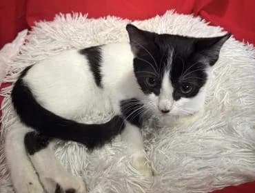 Tippy 🐾, female mixed breed for adoption at Heroes for Cyprus Cats / Zypernkatzen — photo 8 of 10