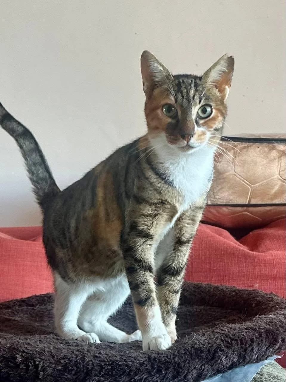 Vasilissa 🐾 die Wunderschöne, female mixed breed for adoption at Heroes for Cyprus Cats / Zypernkatzen — photo 2 of 10