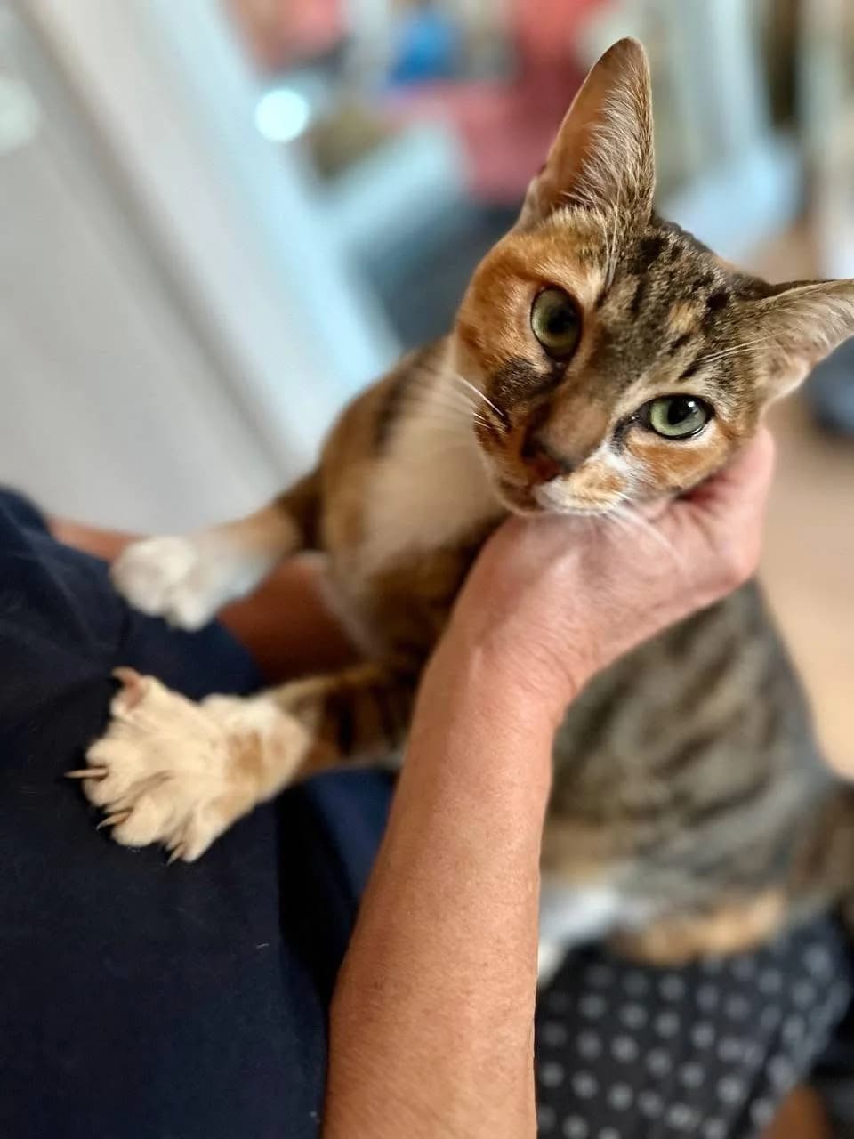 Vasilissa 🐾 die Wunderschöne, female mixed breed for adoption at Heroes for Cyprus Cats / Zypernkatzen — photo 3 of 10