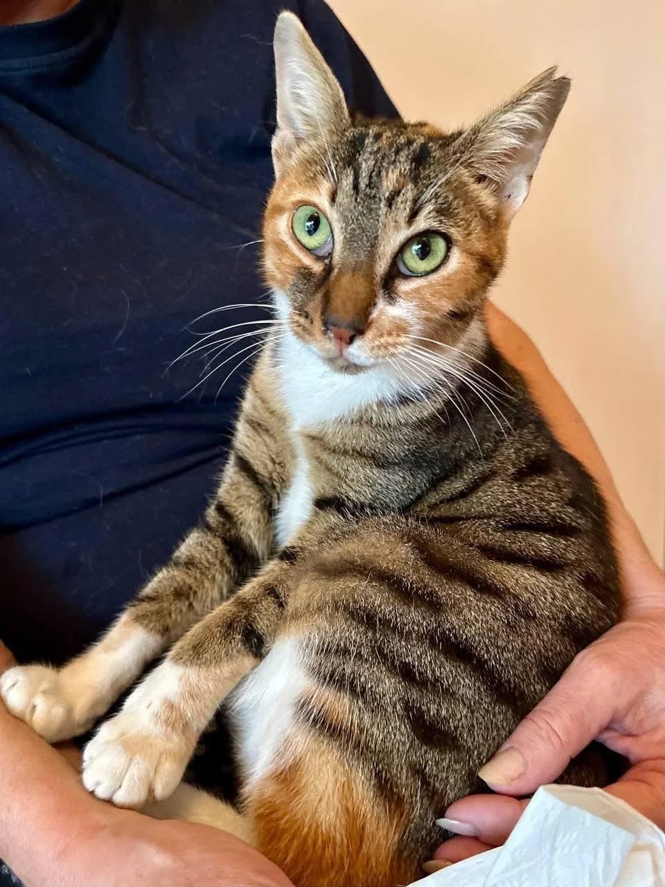 Vasilissa 🐾 die Wunderschöne, female mixed breed for adoption at Heroes for Cyprus Cats / Zypernkatzen — photo 4 of 10